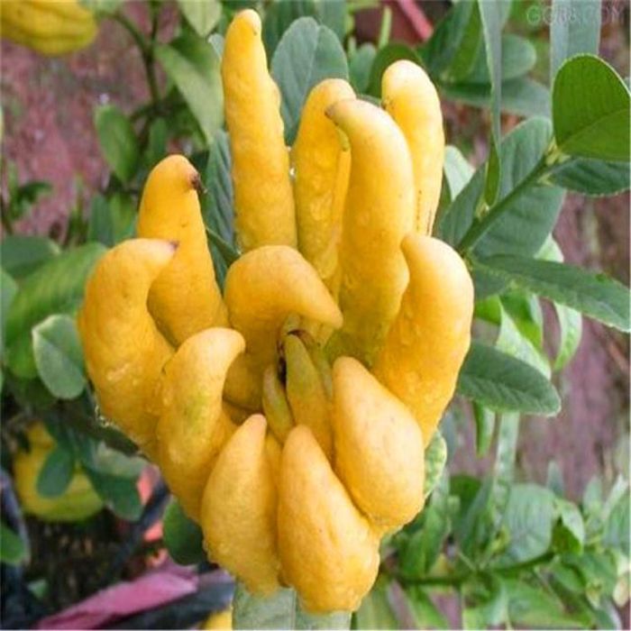 Bergamot.