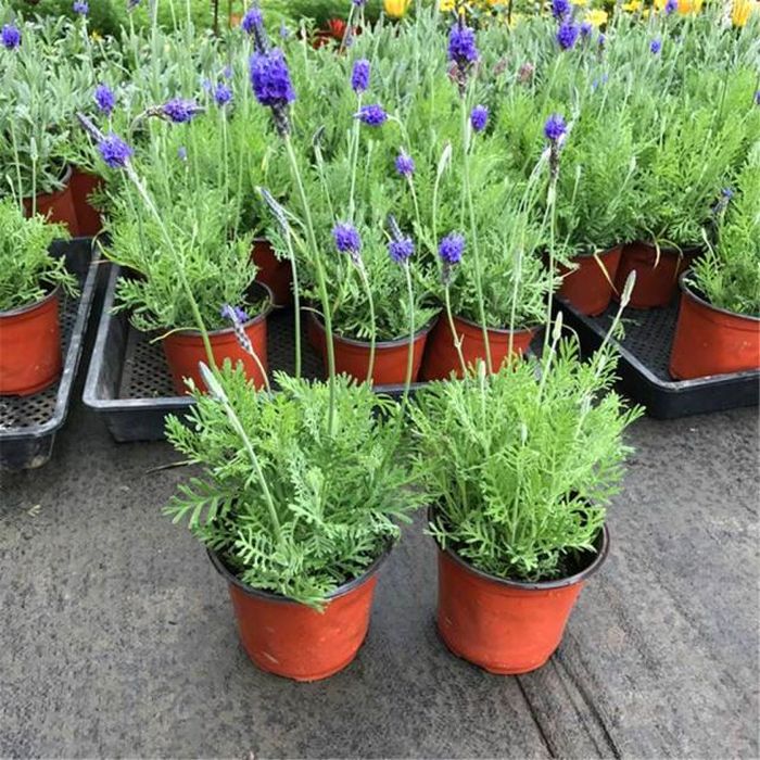 Lavender.