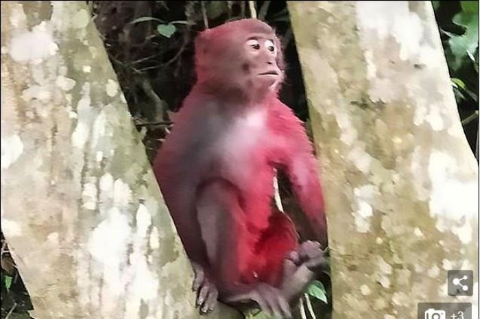 Nasib monyet yang ditinggalkan kawanannya setelah tubuhnya berubah warna karena disiram cat