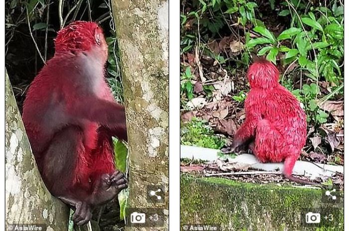 Monyet ini disiram cat oleh orang tak bertanggung jawab