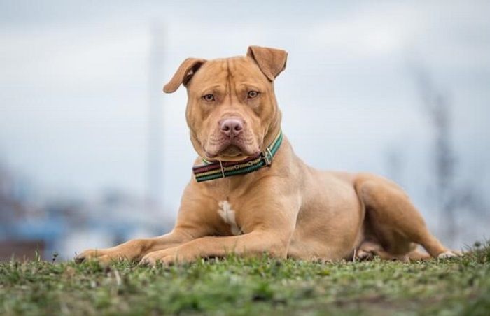 Pitbull memiliki daya cengkeram yang sangat kuat di bagian rahang. Saat berhasil menggigit target, Pitbull pun tak akan mau melepaskannya.