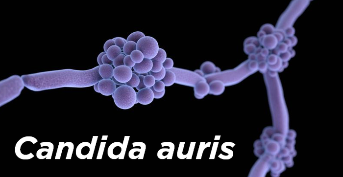 Candida Auris