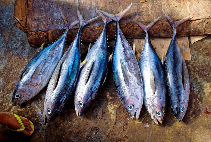 Ikan tuna bisa atasi kerontokan rambut pada ibu hamil.