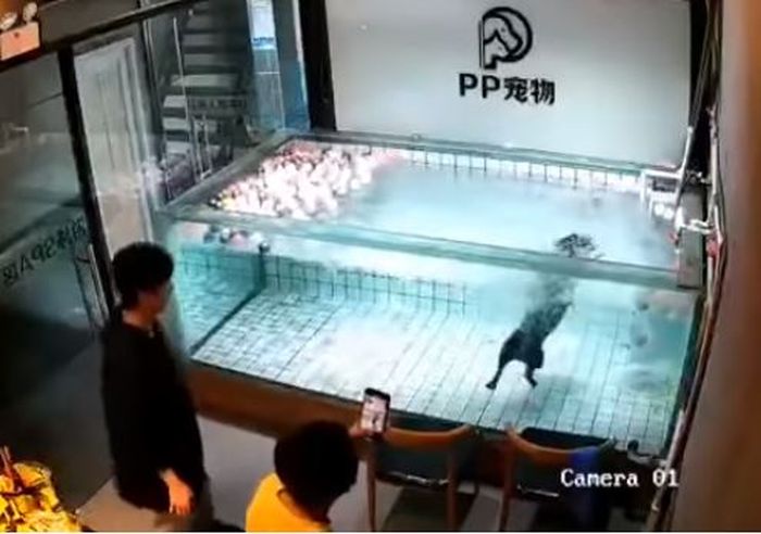 Dilatih Berenang Anjing Tewas Secara Tragis Sang Pemilik Tak