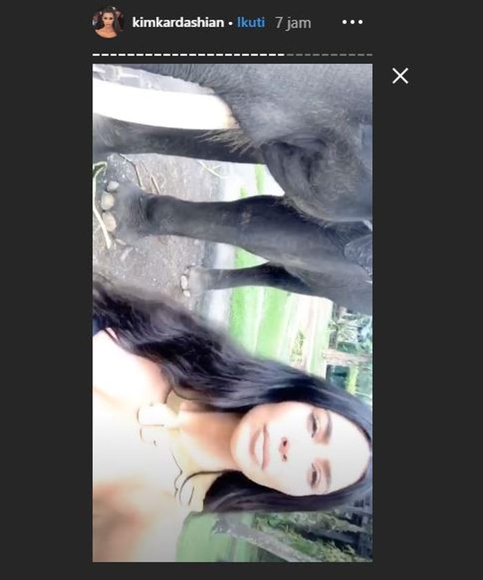 Kim memberi makan seekor gajah saat liburan ke Bali