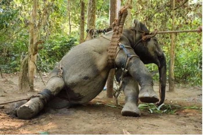 Gajah dewasa yang diikat dengan tali.