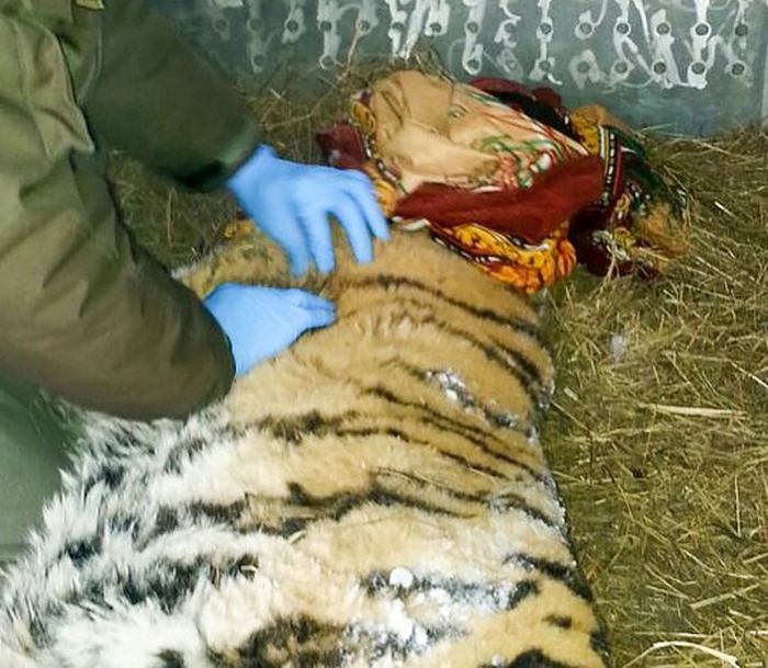 Harimau siberia dalam penanganan petugas