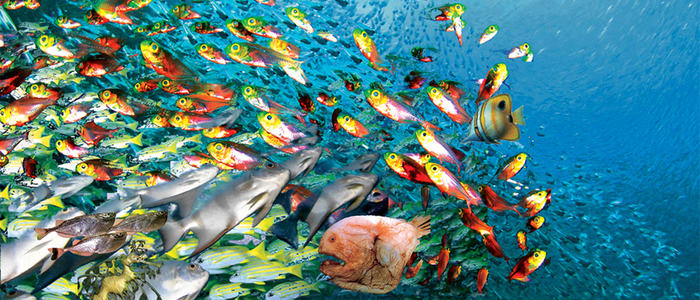 Ikan