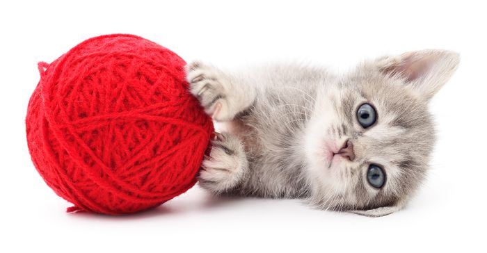 5 Hal Yang Harus Dilakukan Oleh Pemilik Kucing Medcom Id
