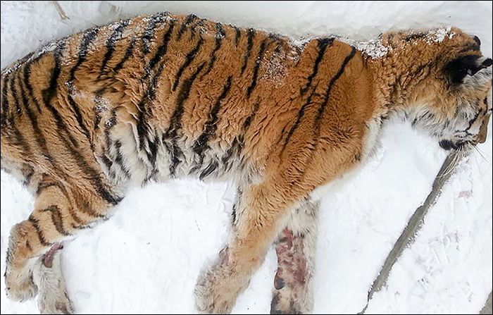 Harimau itu pun akhirnya mati