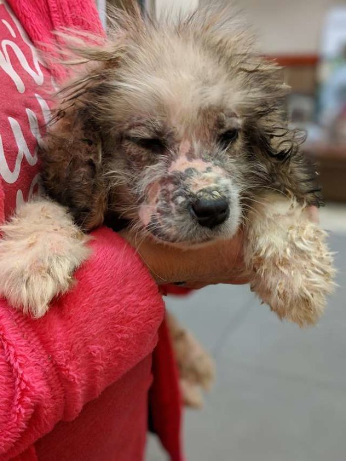 Kecil Rentan Dan Sempat Ditinggalkan Anak Anak Anjing Ini Tumbuh