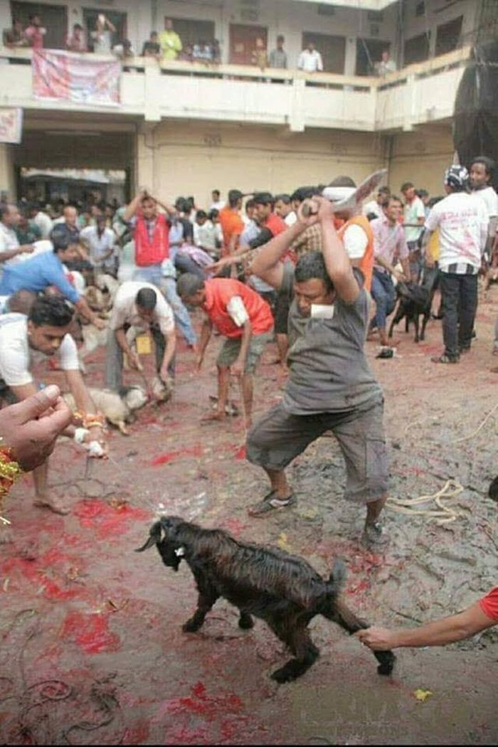 Kambing