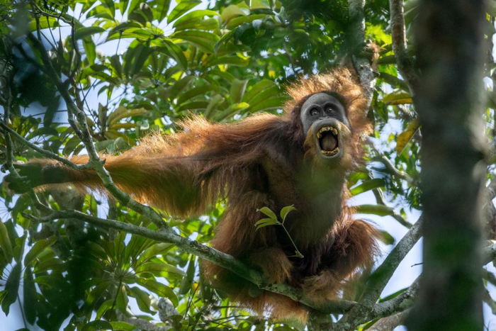 Penyebab Indonesia Miliki Keberagaman Hayati Yang Tinggi Belajar Dari Rumah Tvri 16 September 2020 Semua Halaman Kids