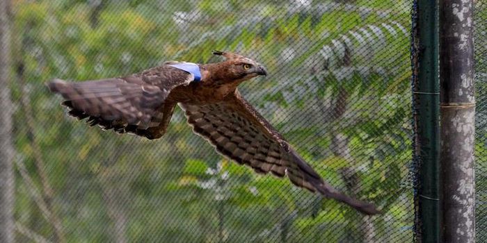 Seekor Elang Jawa (Nisaetus bartelsi) yang telah dipasangi wing marker (penanda sayap), banding (cincin bernomor seri), dan microchip, terbang meninggalkan kandang aklimatisasinya di Dusun Turgo, Desa Purwobinangun, Pakem, Sleman, DI Yogyakarta, Selasa (26/2/2013). Pelepasliaran tersebut ditujukan untuk menambah populasi sekaligus menjaga kelestarian Elang Jawa di kawasan Taman Nasional Gunung Merapi tersebut.