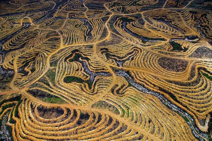 Hutan Indonesia