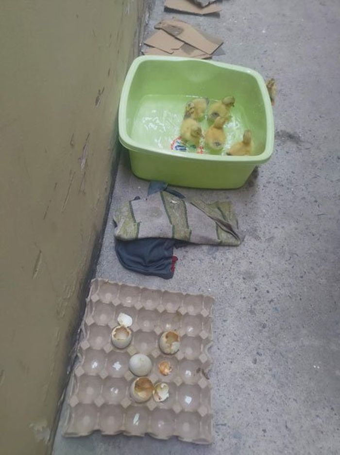 Karena Cuaca Panas 24 Telur Yang Dibeli Wanita Ini Malah Menetas