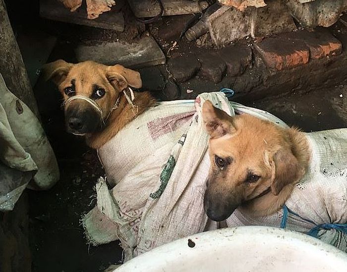 VIRAL Video dan Potret Ribuan Anjing Disiksa, Diikat Dalam 