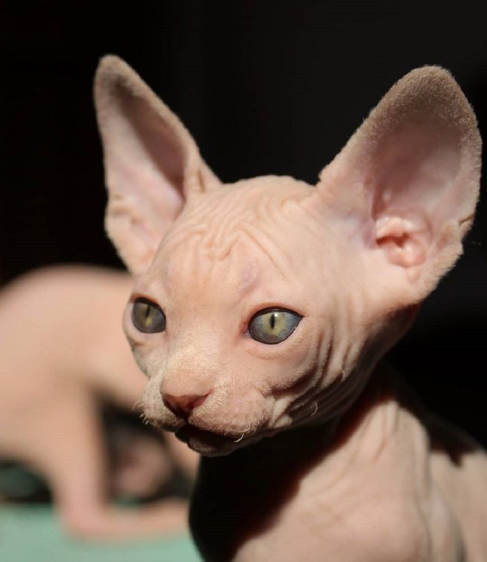 Сфинкс Кошка Котята Фото