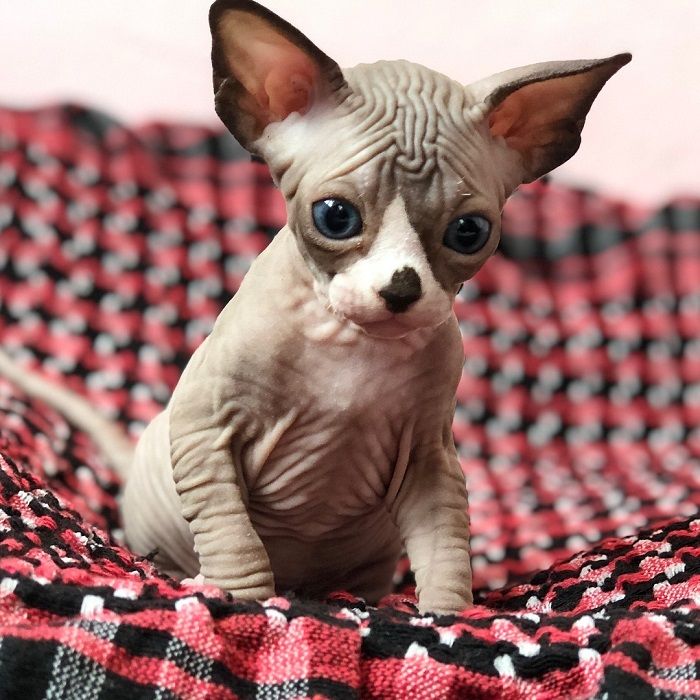Yuk, Lihat Foto Anak Kucing Sphynx yang Tetap Lucu Meskipun Tanpa Bulu