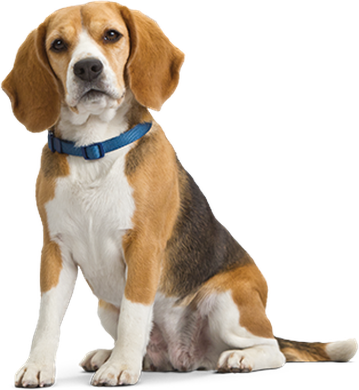 Kucing Burung Atau Reptil Ternyata Hewan Peliharaan Bisa