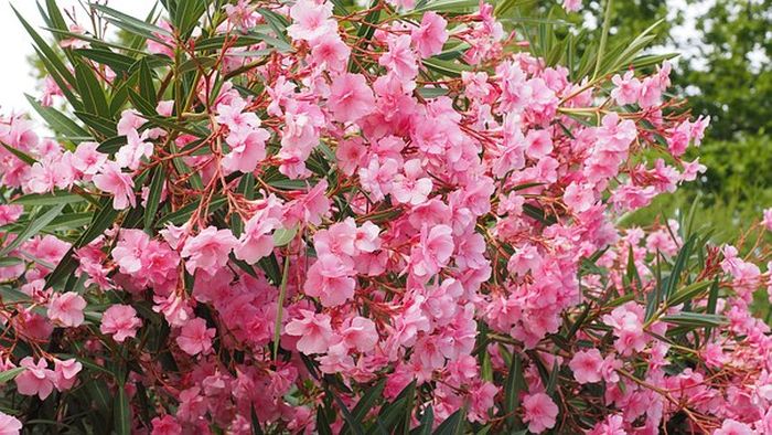 Oleander.