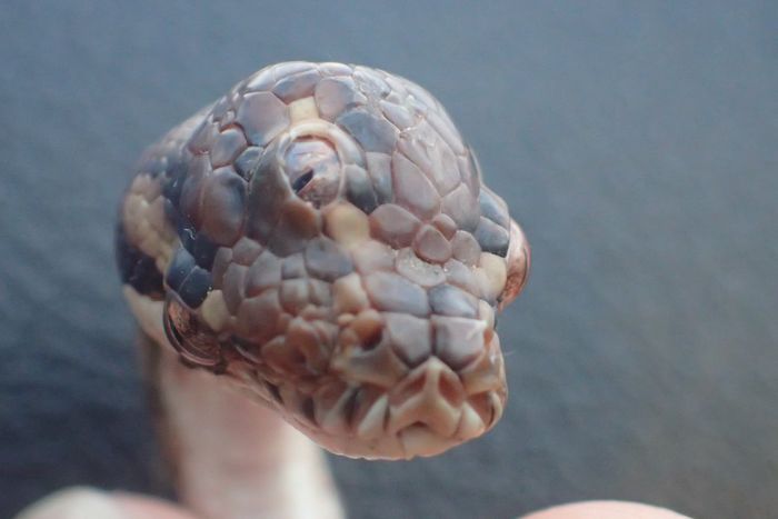 Ular Bermata Tiga Ditemukan di Australia, Cari Tahu Sebab Kondisinya