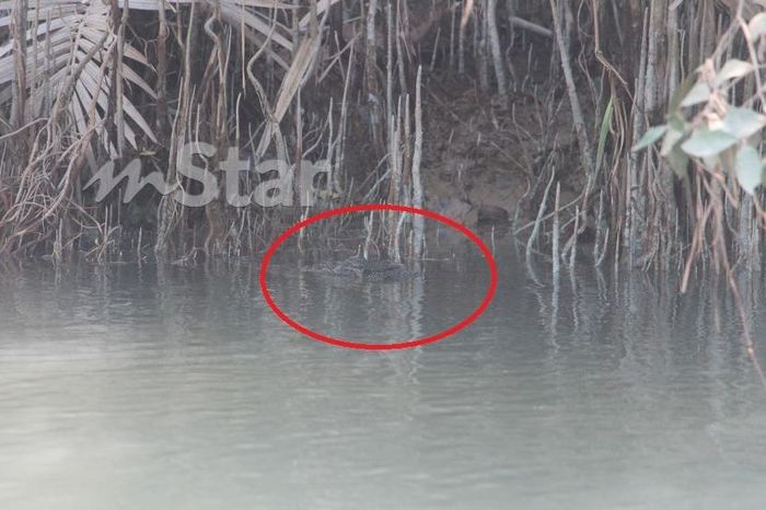 Salah satu penampakan buaya di dekat bantaran sungai.