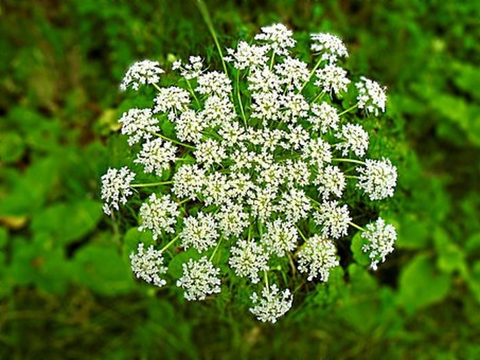 Hemlock.