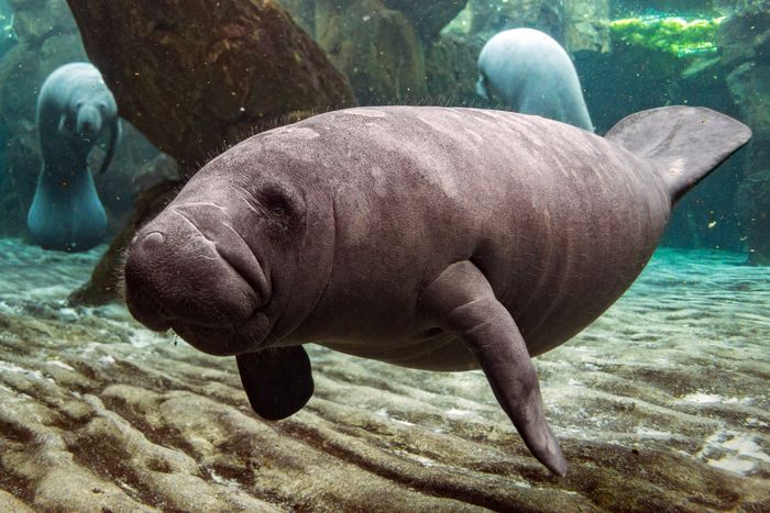 Sering Dikira Sama, Ini Bedanya Manatee dan Dugong - Bobo