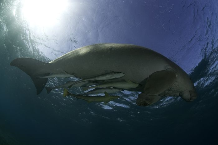 Sering Dikira Sama, Ini Bedanya Manatee dan Dugong - Bobo