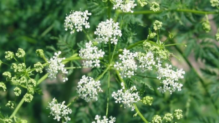 Hemlock beracun