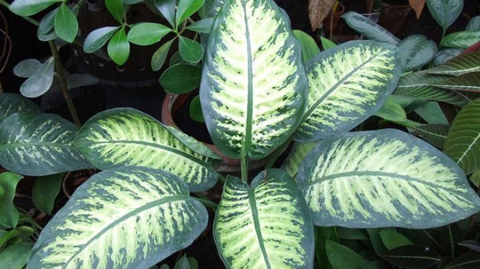 Dieffenbachia