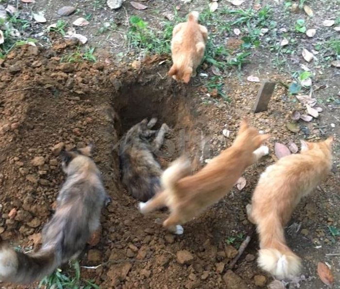 Ketika kucing bernama Ayen di makamkan.