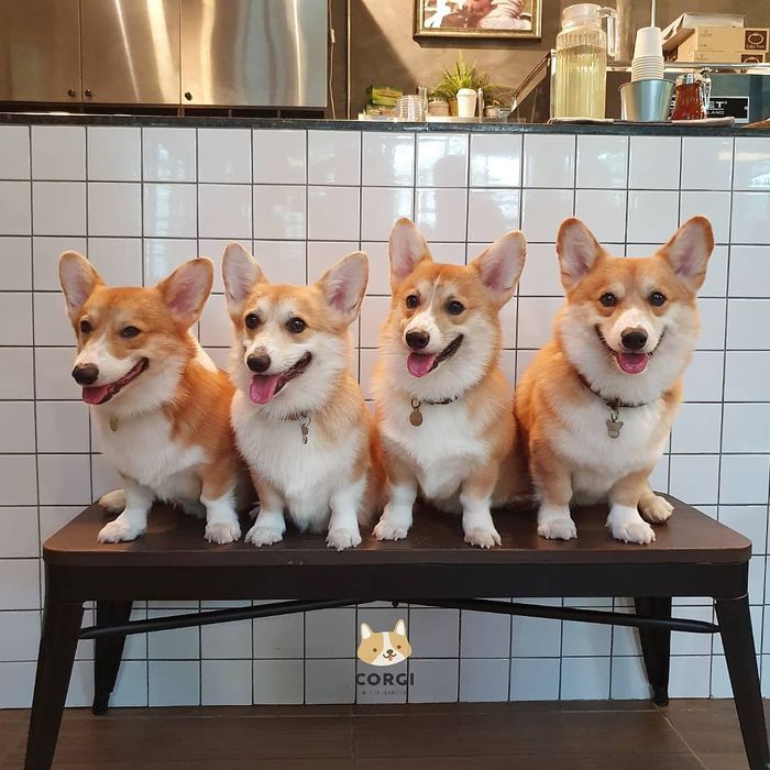 Ingin Tau Gemasnya Bersantai Di Kafe Bersama Anjing Corgi Intip