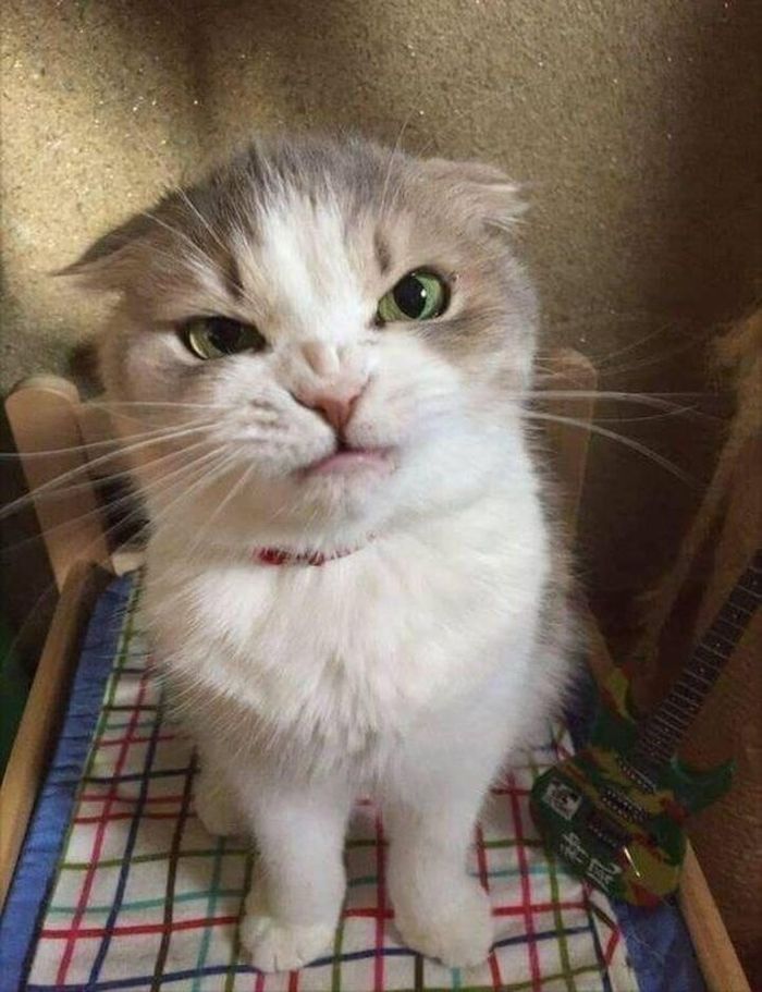 Gemas Sekaligus Kocak, Ini 5 Potret Tingkah Laku Kucing yang Tak Biasa