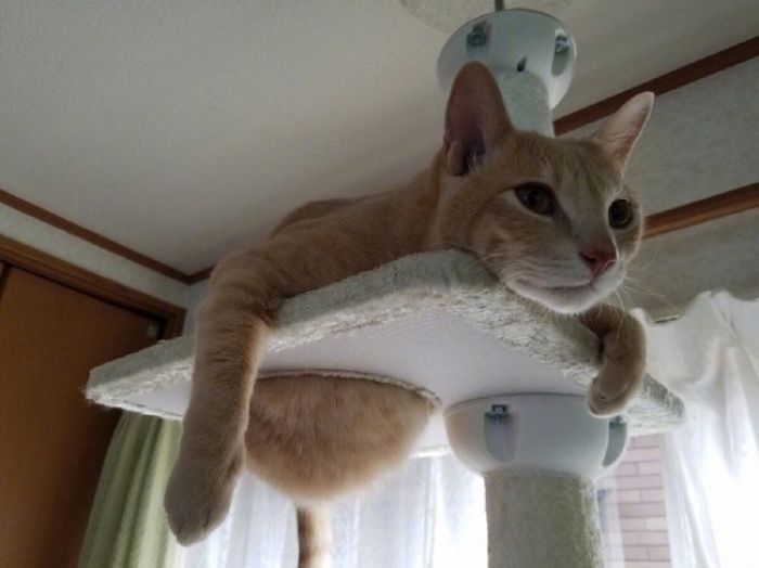 Gemas Sekaligus Kocak, Ini 5 Potret Tingkah Laku Kucing yang Tak Biasa
