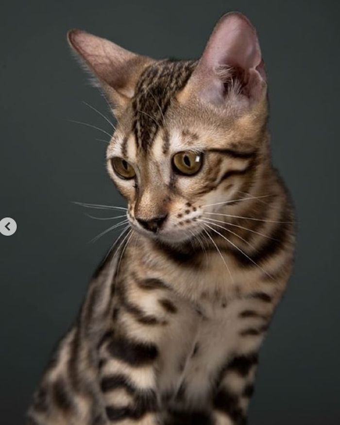 Tengok Harga Kucing-kucing Milik Raditya Dika yang Fantastis 