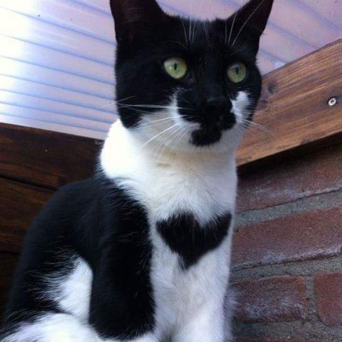 Gemasnya, 10 Kucing Ini Punya Corak Berbentuk Hati di Bulunya! Bobo