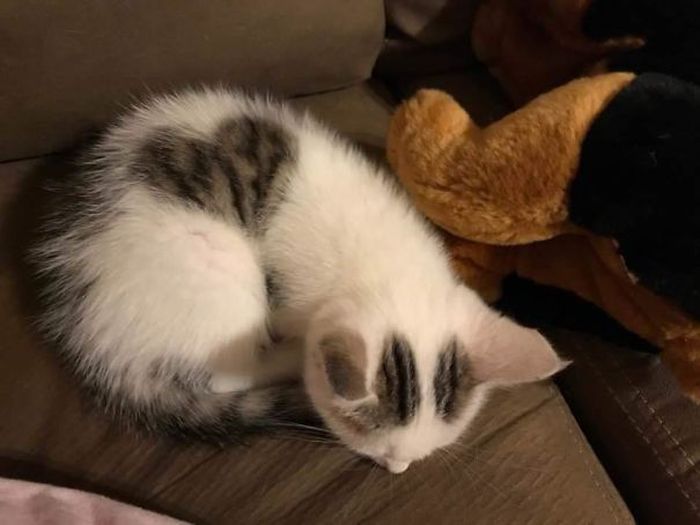 Unik dan Bikin Gemas, KucingKucing Ini Punya Corak Hati di Tubuhnya