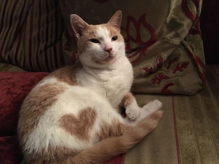 Gemasnya, 10 Kucing Ini Punya Corak Berbentuk Hati di Bulunya! Bobo