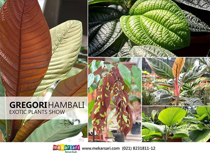 Galeri 8 Pameran Tanaman Hias 2021 Jakarta Paling Fenomenal