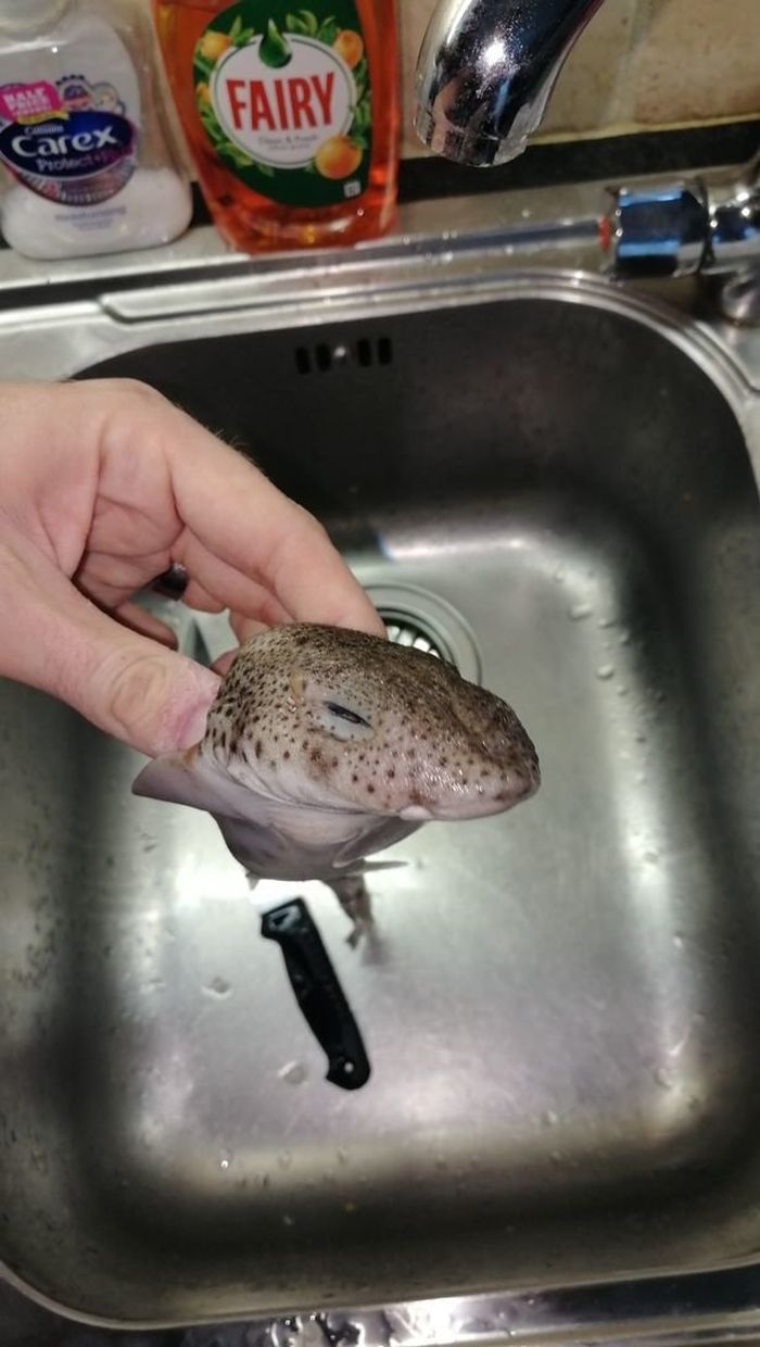 Adam menemukan ikan ini di dalam perut hiu tersebut.