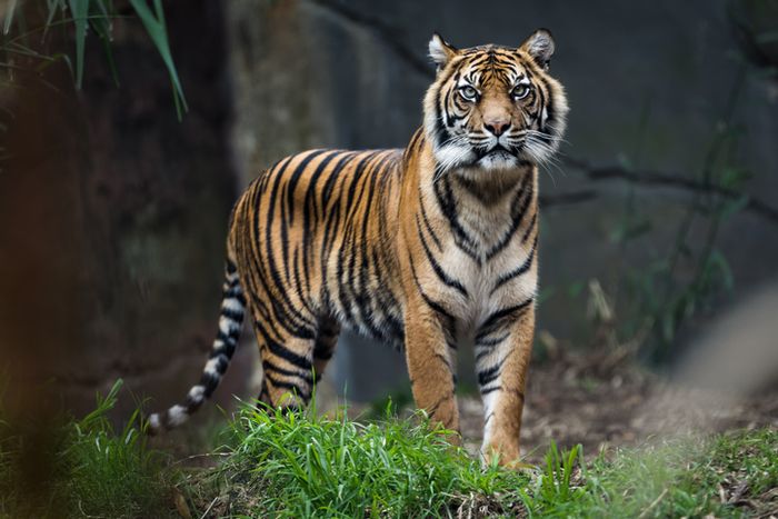 Unduh 91 Koleksi Gambar Harimau Lari Terbaik Gratis