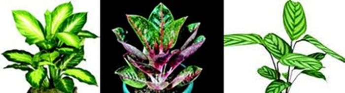 Aglaonema dan Calathea