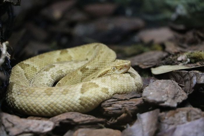 Snake Island, Pulau Terlarang yang Dihuni Ratusan Ribu Ular - Bobo