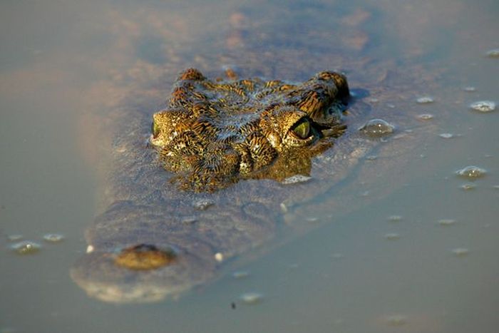 Pria berusia 27 tahun itu diserang ketika ia melemparkan jala ikan ke sungai