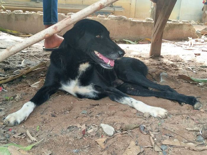 Sosok Ping Pong, anjing berusia 6 tahun yang lumpuh