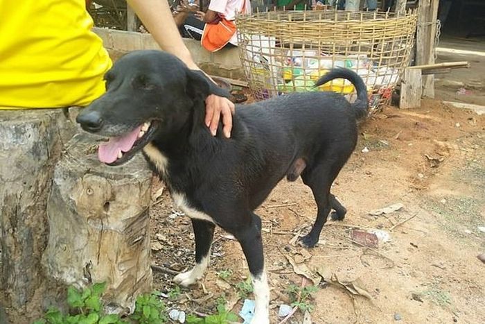 Anjing Ini Jadi Pahlawan Setelah Selamatkan Bayi Yang Dikubur