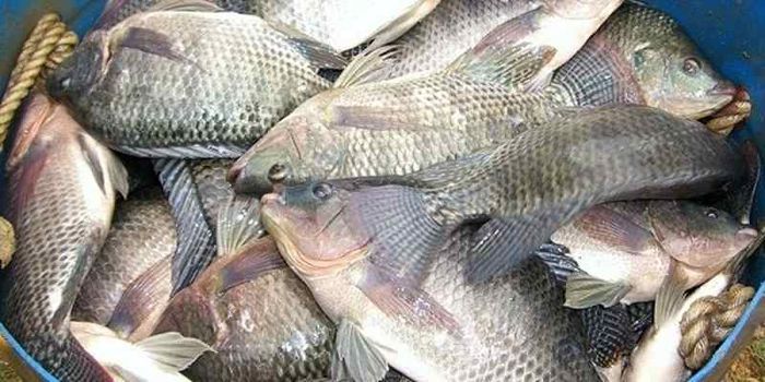 Ikan mujair
