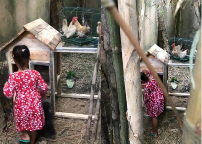 Kandang ayam di halaman belakang rumah Happy Salma.